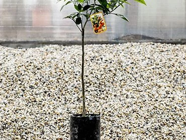 Fólia štepená na vysokom kmeni v kontajneri