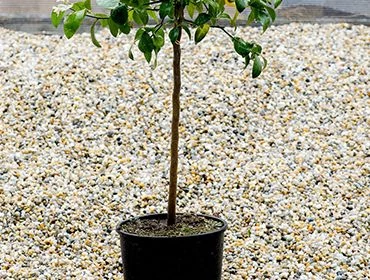 Naštepené na vysokom kmeni