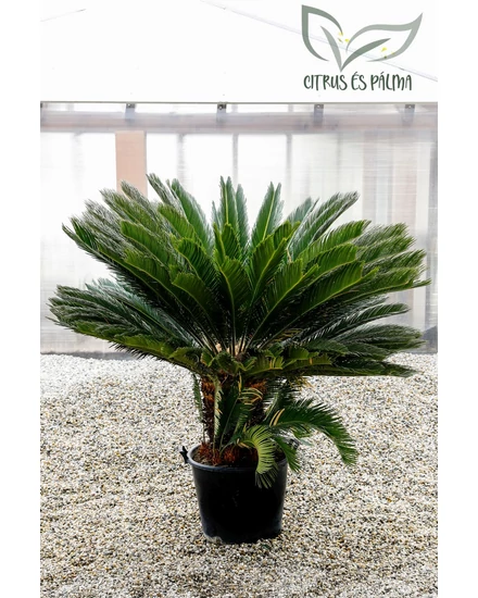 Japán cikász - Cycas revoluta