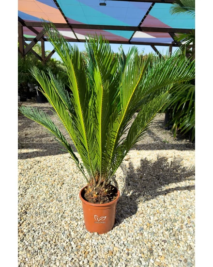 Japán cikász - Cycas revoluta