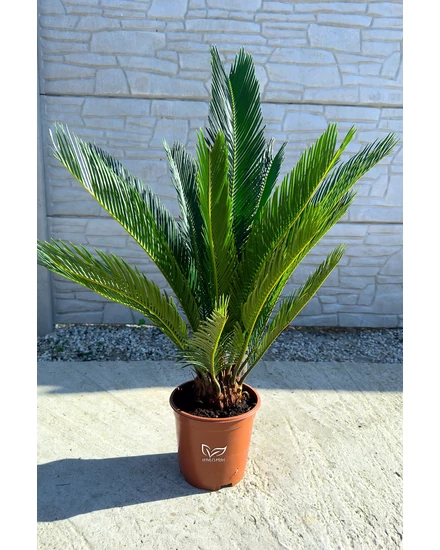 Japán cikász - Cycas revoluta