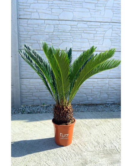 Japán cikász - Cycas revoluta