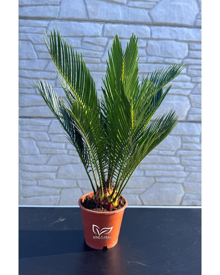 Japán cikász - Cycas revoluta