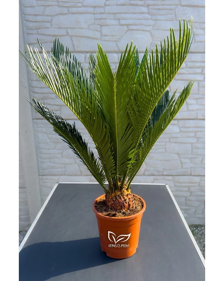 Japán cikász - Cycas revoluta
