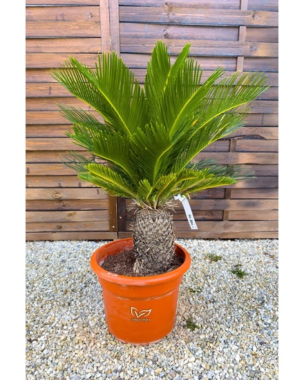 Japán cikász - Cycas revoluta
