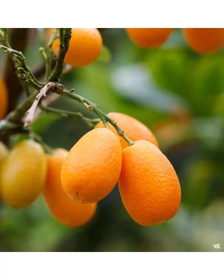 Kumquat citrom termés