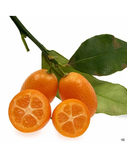 Kumquat, lămâiță de vânzare | Citrice și palmieri - Grădinăritul