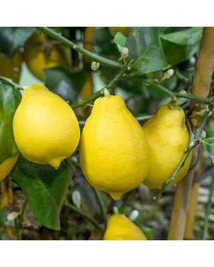 Carrubaro citrom termés