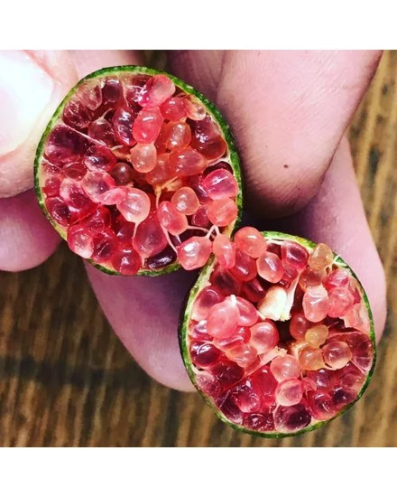 ausztrál fingerlime rosa citrom termés