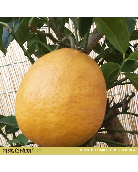 Cedro delle Isole Eolie citrom termés 