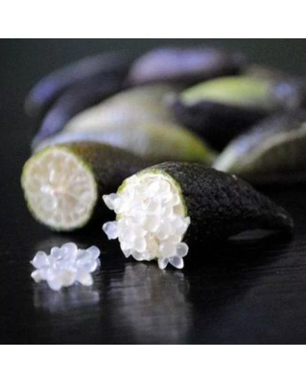 ausztrál fingerlime bianco citrom