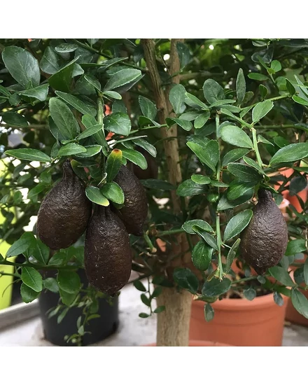 ausztrál fingerlime tondo