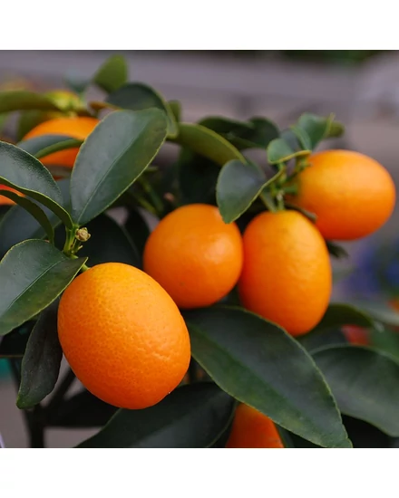Kumquat Obova citrom termés