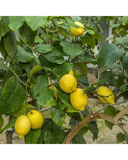 Monachello citrom termés 