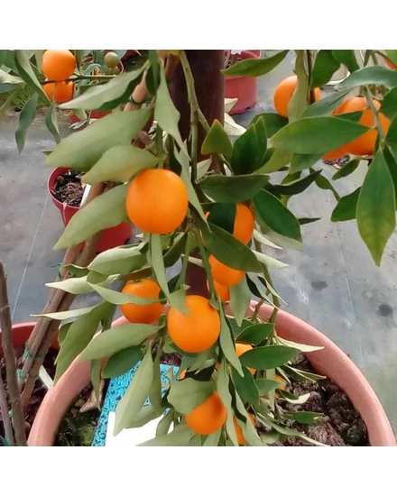 Kumquat Rotondo citrom termés