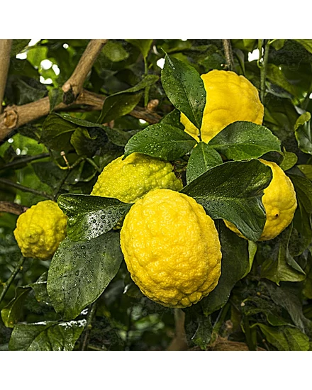 Rugoso citrom termés 
