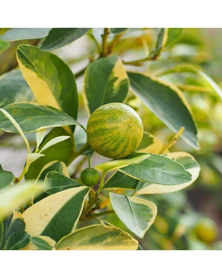Variegata citrom termés 