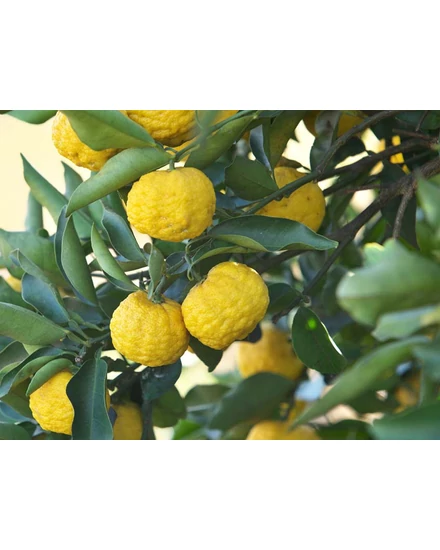 yuzu citrom termés