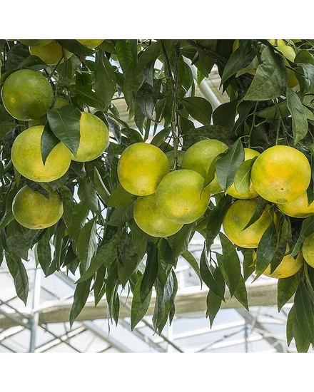 Mapo - grapefruit mandarin hibrid fa termés