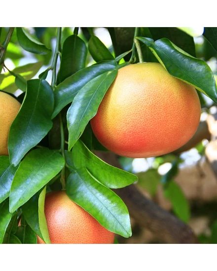Grapefruit Rosa termés