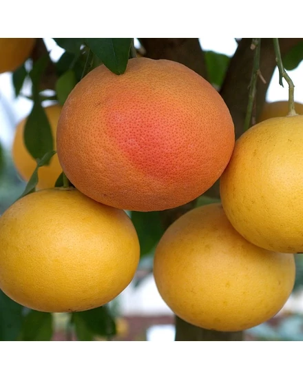 Star Ruby - grapefruit fa termés
