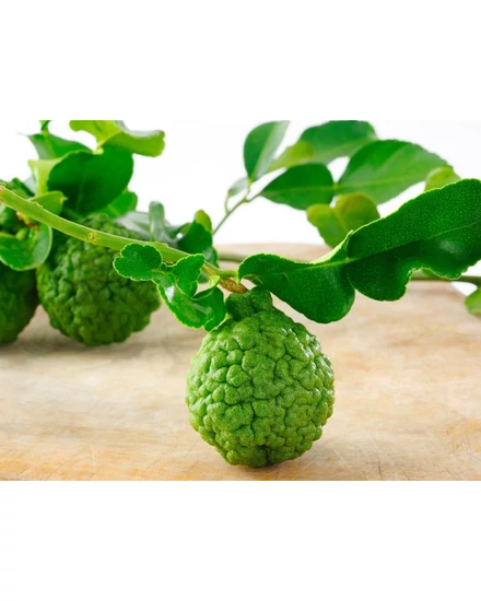 Kaffir lime termés