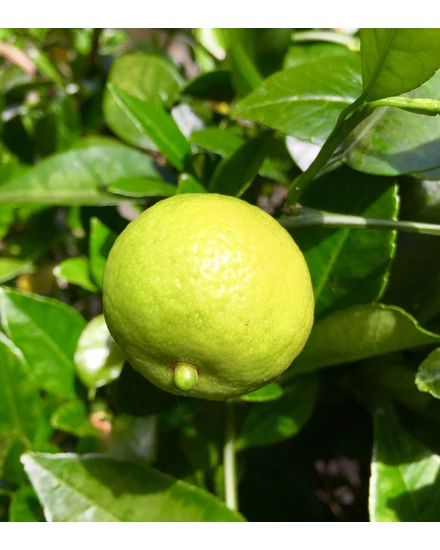 Lime Romana, lime termés
