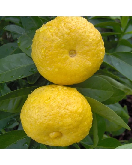 Limetta Pursha - édes lime fa