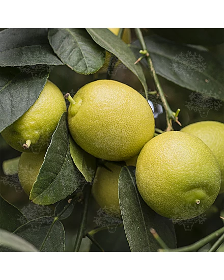 Messicana lime termés