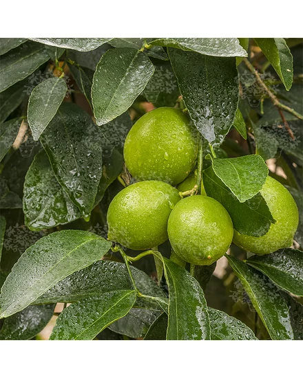 Tahiti, Caribi lime termés