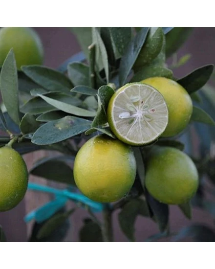 Limequat citrom termés