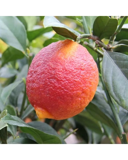 Limone rosso citrom termés