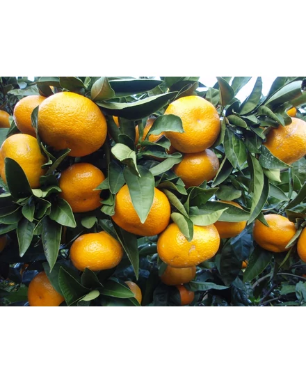 Satsuma mandarin termés