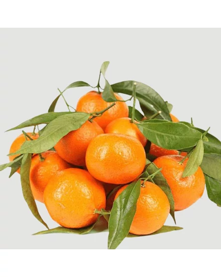 Arena mandarin termés
