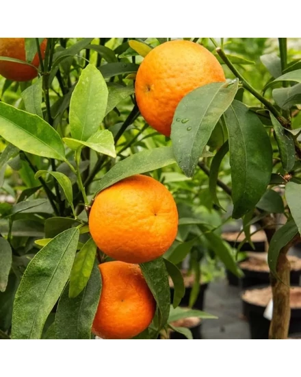 Clementino Caffin mandarin termés