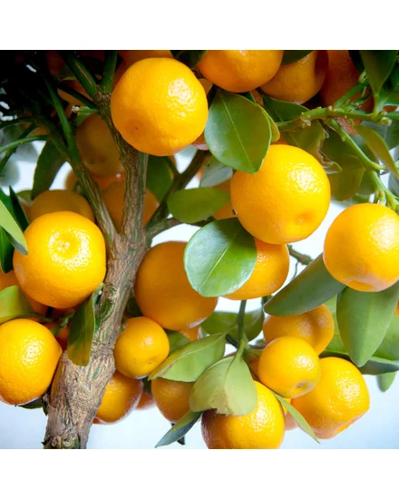 Calamondin mandarin termés
