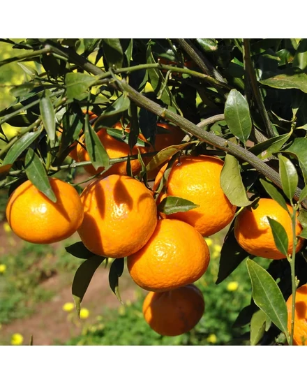 'Tardivo di ciaculli' - mandarin fa termése