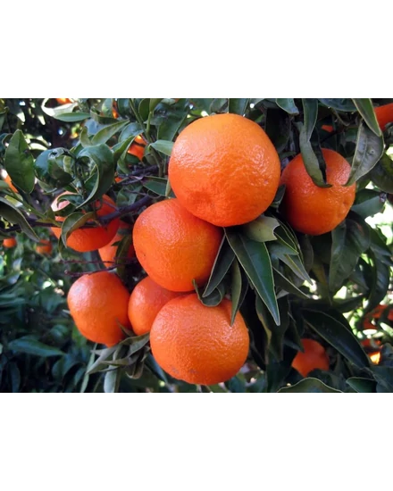 Clementino Erlandina mandarin termés