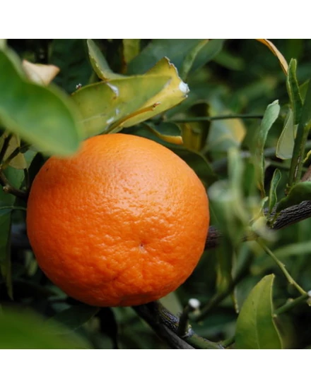 Clementino mandarin termés
