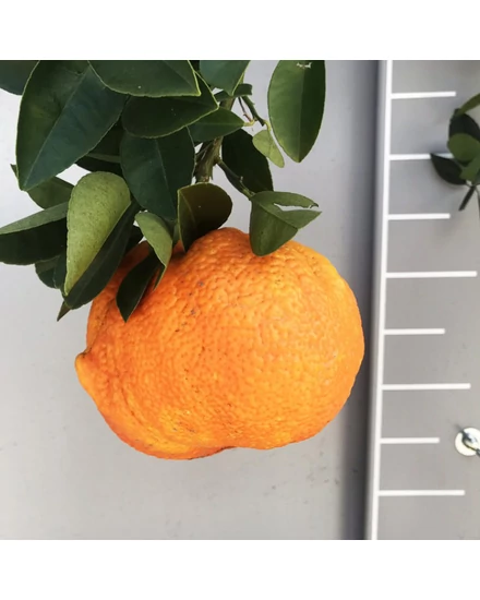 Király mandarin termés