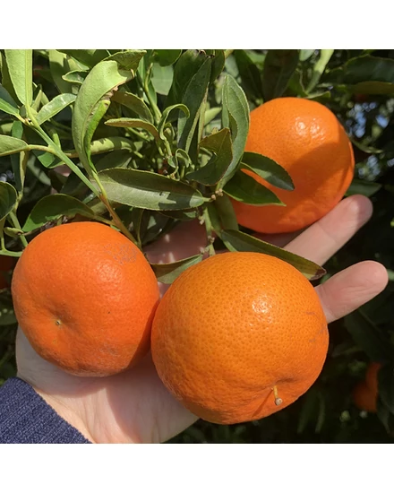 Nova Clemenvilla - mandarin fa termése