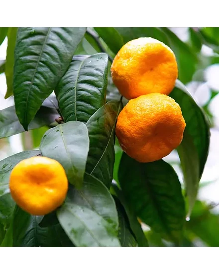 Ponkan mandarin termés