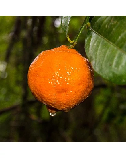 Rangpur mandarin termés