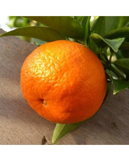 Tangelo, tangerino Clemenvilla mandarin termés