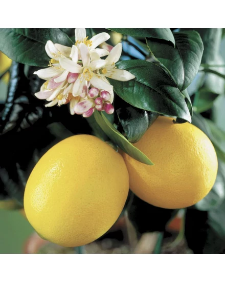 Meyer citrom termés