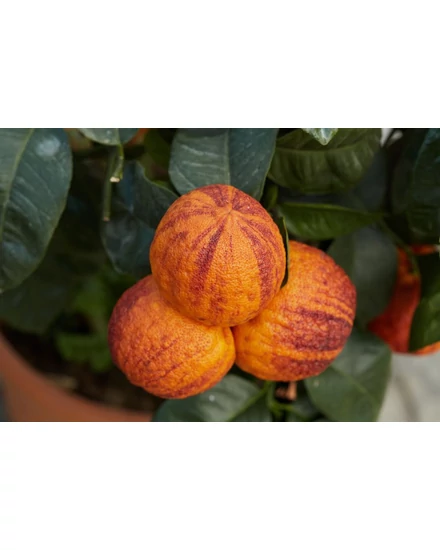 Arcobal narancsfa termés