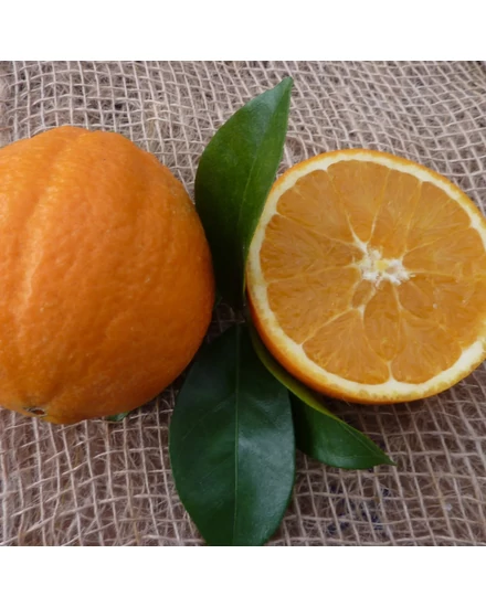 Corrugato narancsfa termés
