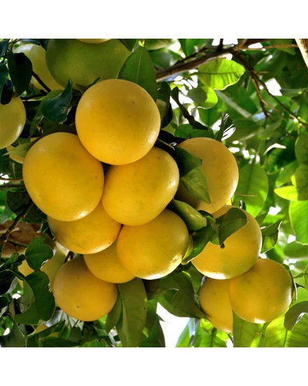 Grapefruit termés