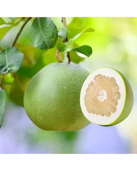 Pomelo Strom () Pomelo Strom