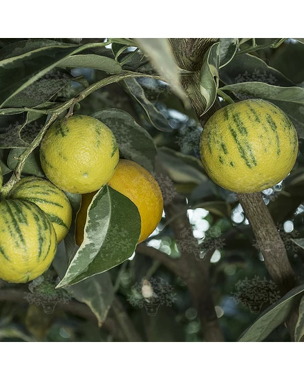 Variegata narancsfa termés 